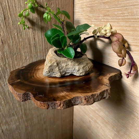 RootBloom Mini Live Edge Corner Shelf – Handmade Wood Wall Art For Small Spaces - Bespoke Wood TTK